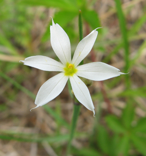 white blue-eyed grass 3